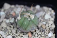 Echinocactus horizonthalonius PD 120.jpg